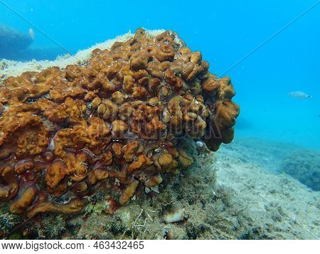 Сhicken Liver Sponge Or Caribbean Chicken-liver Sponge (chondrilla Nucula) Undersea, Aegean Sea, Gre