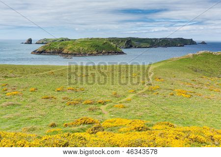 Skomer เกาะ Pembrokeshire เวสต์เวลส์ที่รู้จัก