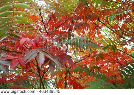 Sumac Rhus Is A Genus Of Plants That Unites About 250 Species Of Shrubs And Small Trees Of The Anaca