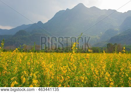 Sunhemp Flowers In The Field.  Blurred And Soft Focus Of Sunhemp Field With Copy Space And Text.