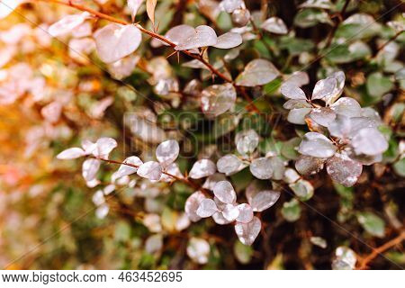Leaves Of Ornamental Shrub Are Red In Color With White Spots Of Powdery Mildew. Disease Of Garden Pl