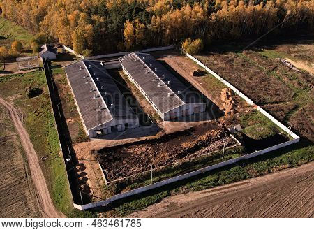 Farm Building With Cows. Animal Husbandry And Cow Dairy. Cowshed On Farm. Farm Animals At Farm Of Ca