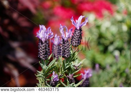 Lavender Lavendula Augustifolia In The Old Land Next To Hamburg