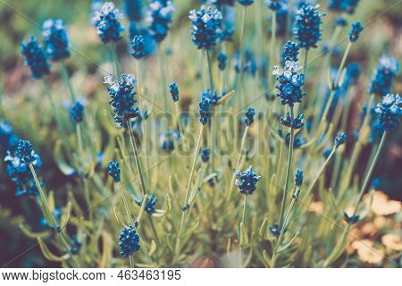 Lavender Lavendula Augustifolia In The Old Land Next To Hamburg