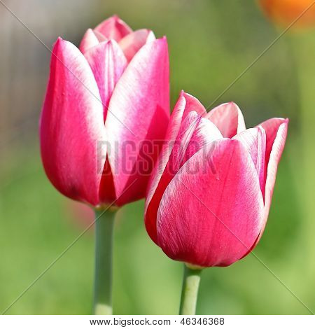 Pink Tulips
