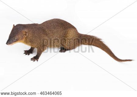 Javan Mongoose Or Small Asian Mongoose (herpestes Javanicus) Isolated On White Background