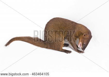 Javan Mongoose Or Small Asian Mongoose (herpestes Javanicus) Isolated On White Background