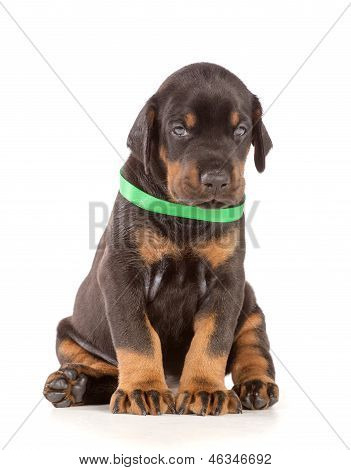 Cucciolo di Doberman