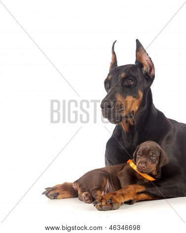 Cane Doberman con cucciolo