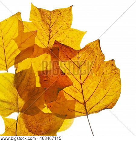 Brown Autumn Leafs From The Tulip Tree.