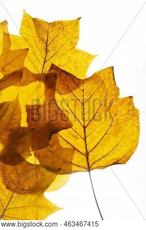 Brown Autumn Leafs From The Tulip Tree.