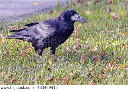 Portrait Of Black Crow In Autumn Meadow With Fallen Tree Leaves, Corvus Corvidae, Blurred Background
