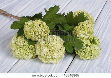 Flok af blomstrende viburnum