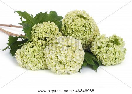 En Guelder rose (Viburnum opulus) blomster isoleret