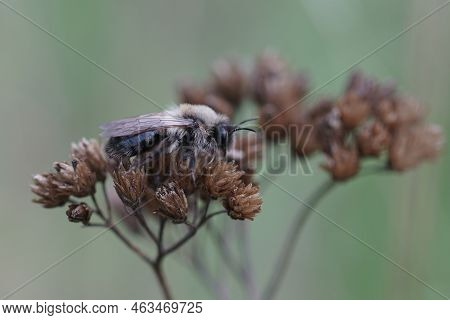 Detailed Closeup On An Adult Grey-backed Mining Bee, Andrena Vaga Sitting In The Vegation