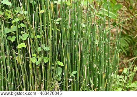 Horse Tail ( Equisetum Hyemale ). Equisetaceae Evergreen Perennial Plants. Grows In Wetlands, But Is