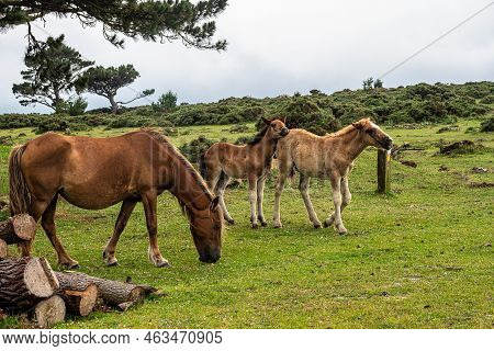 Wild Horses Eating Grass At San Andres De Teixido In Galicia, Spain, Europe