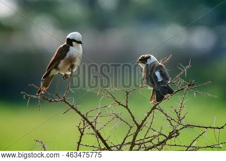 Northern White-crowned Shrike Or Eurocephalus Ruppelli In Seregeti