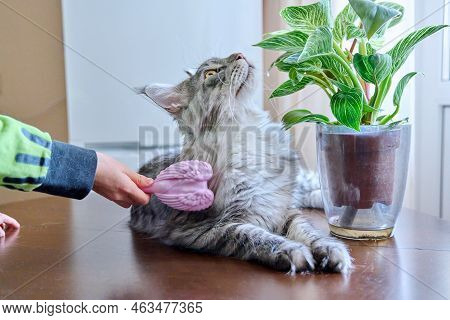 Close-up Of Hand With Brush Combing Out Fluffy Pet Cat