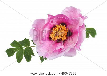 Baum-Pfingstrose rosa Blume isoliert