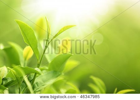 Brote de té verde y las hojas.Dof de poca profundidad.