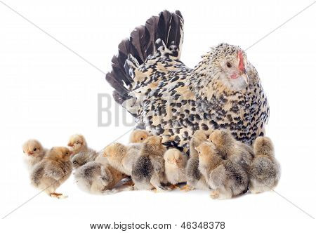 Familie kip