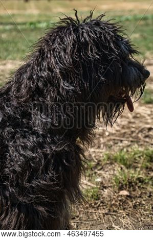Portrait Of A Goldendoodle Dog. Fluffy, Curly, Long, Black Light Brown Fur. Intimate Family Dog. Int