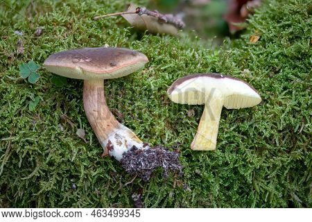 Autumn Red-footed Bolete, Xerocomellus Pruinatus, Whole And Sectioned