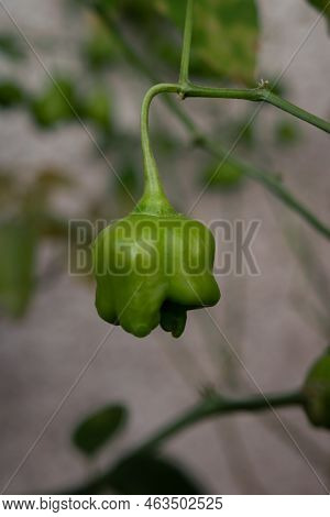 Green Mad Hatter chili pepper, aka Bishop\\\'s Crown pepper or Christmas Bell, hanging in bush branch surrounded by green leaves in blurred background