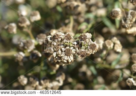 Sneezewort Yarrow Dry Seed Heads In The Summer