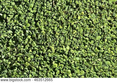 Kidney Weed Green Leaves In The Summer