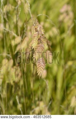 Northern Sea Oats In The Garden In Summer