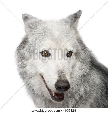 Mackenzie Valley Wolf (8 år) - Canis Lupus Occidentalis