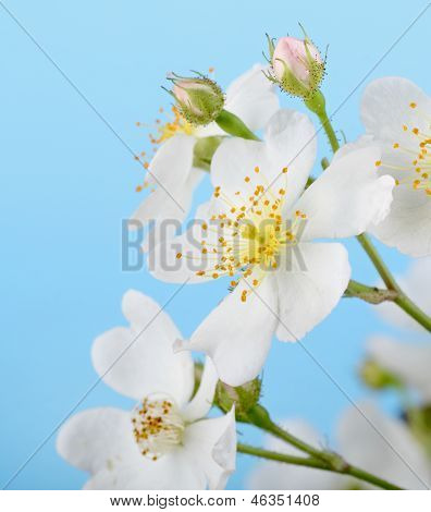 Rosa multiflora, Rosa Multiflora