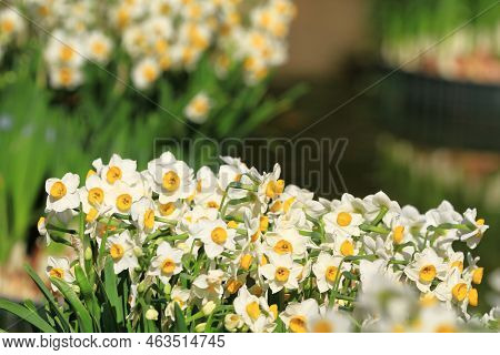 A Daffodi Isolated On A Natre Back Ground.