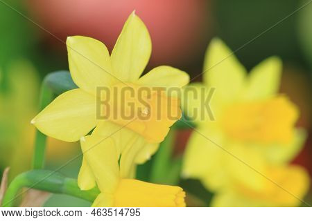 A Daffodi Isolated On A Natre Back Ground.