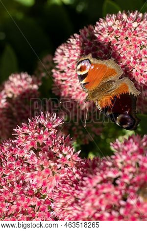 A Peacock Butterfly Is Eating On A Pink Sedum Flower - Hare Cabbage. A Flowerbed With Flowers Pollin