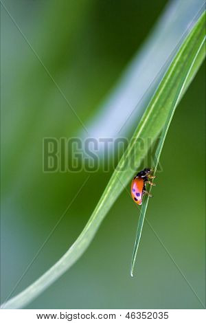 Wild Red Ladybug Coccinellidae Anatis Ocellata