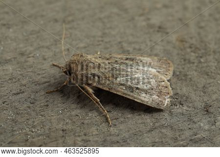 Paradrina Clavipalpis Moth On Grey Textured Background