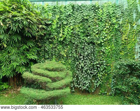 Landscape View Of Beautiful Backyard Garden With Trees And Green Vines Hanging On The Wall.