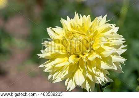 Canary Fubuki Dahlia