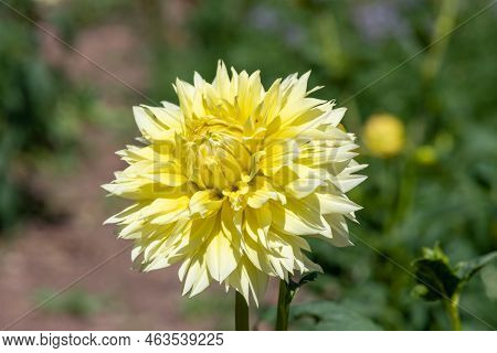 Canary Fubuki Dahlia