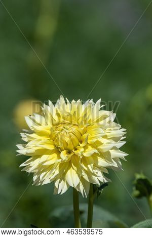 Canary Fubuki Dahlia