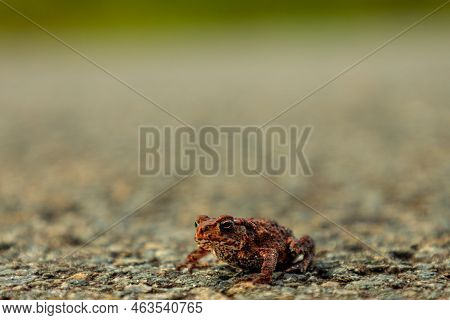 Close-up At Cute Little Frog Sitting On Ground