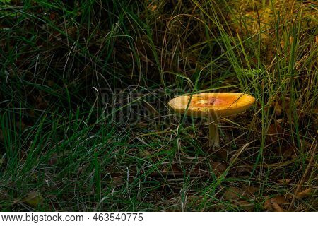 Beautiful Yellow Mushroom In The Grass In The Woods