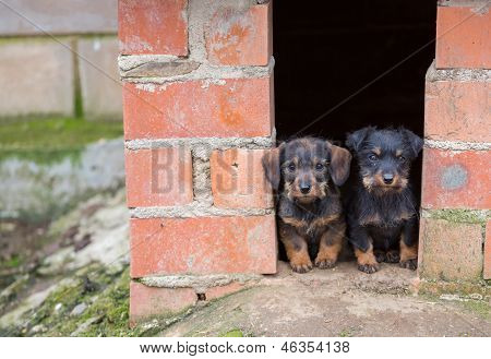 Dachshunds สีน้ำตาลขนาดเล็ก