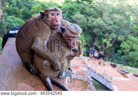 Group Of Sri-lankan Toque Macaque Or Macaca Sinica In Wild