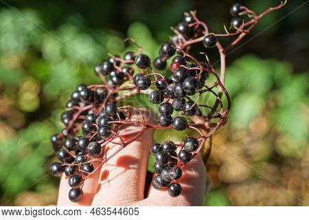 A Hand Holds A Branch With Small Black Elderberries On A Green Background In Nature