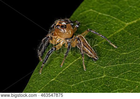 Adult Male Jumping Spider Of The Genus Colonus