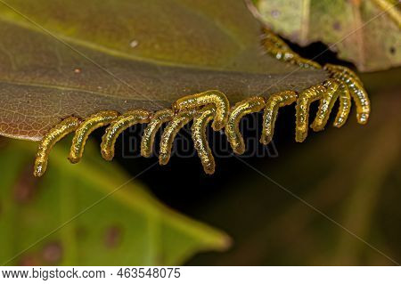 Small Sawflies Larvas Of The 
Suborder Symphyta Eating A Leaf